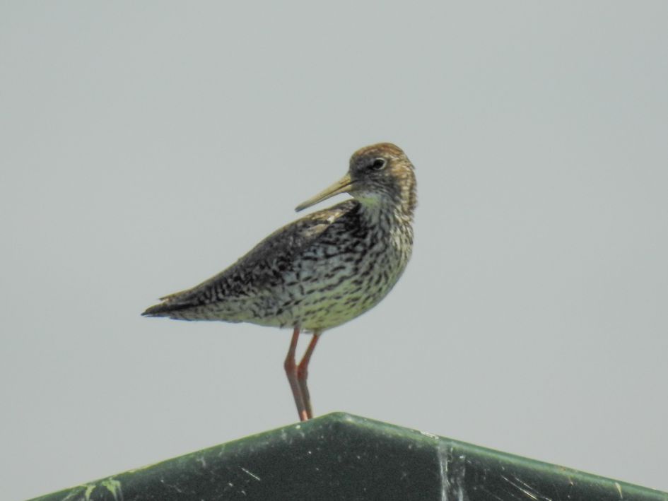 Om tureluurs van te worden